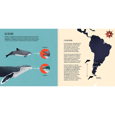 El delfín chileno - ON DEMAND
