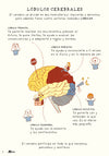 Tu cerebro y los cinco sentidos