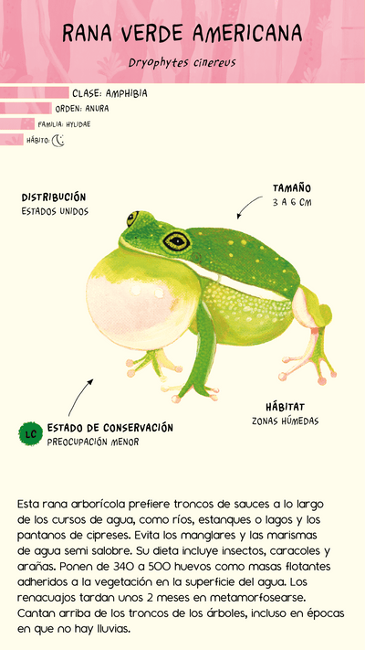 Cuaderno de anfibios y reptiles de América
